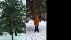 сосна черная (субтитры в описании под видео)