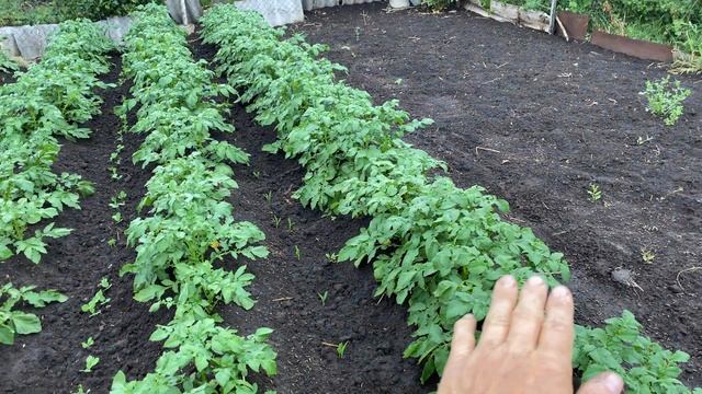 Почему ваш Картовель Без Вкусен//Мульчировать картошку смотреть онлайн