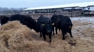 Здоровенькие Бычки Абердин Ангус