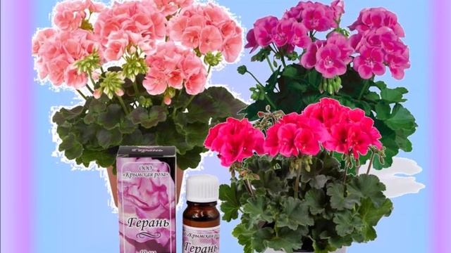 10 необычных фактов о цветах смотреть онлайн