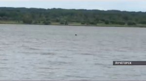 Нашествие медведей в Лучегорске