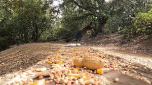 Cat Games | Ultimate Cat TV Compilation Vol 3 | ?