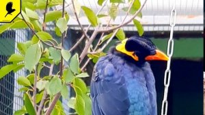 Священная майна в парке живой природы До-До