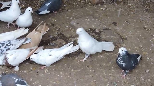Бойные Стожково.