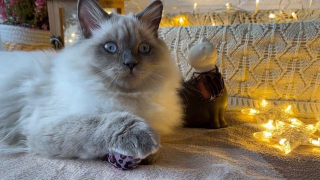 Голубоглазый блондин смотреть онлайн