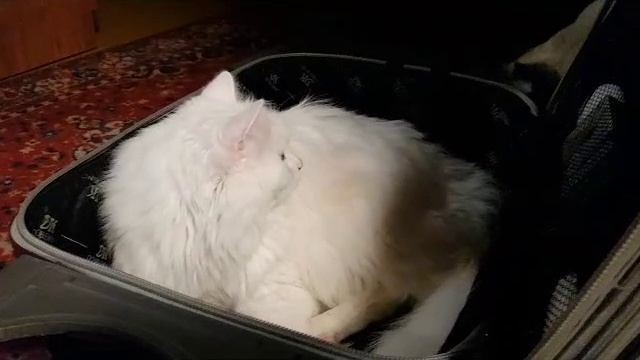Леся и Сёма - В отпуск собрался
