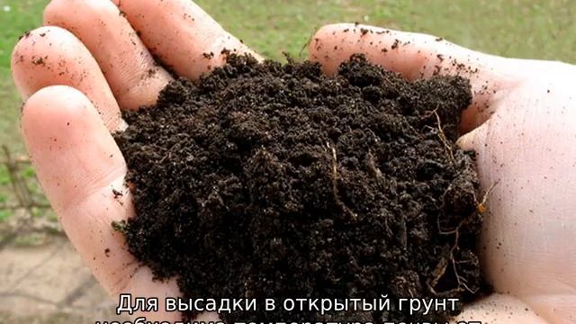Томат Медовая капля