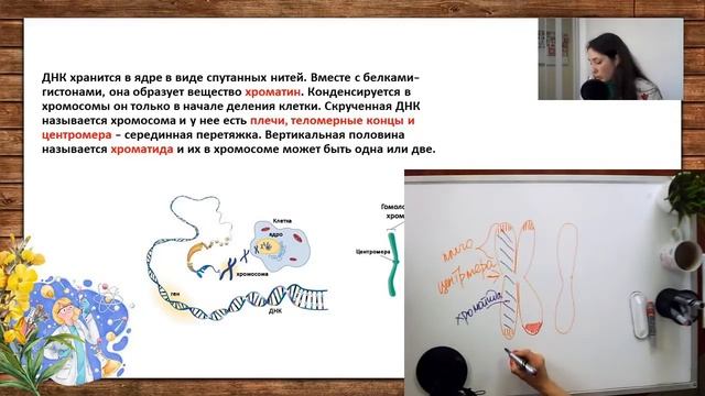 ДНК, хромосомы, скрещивание и кроссинговер | Биология