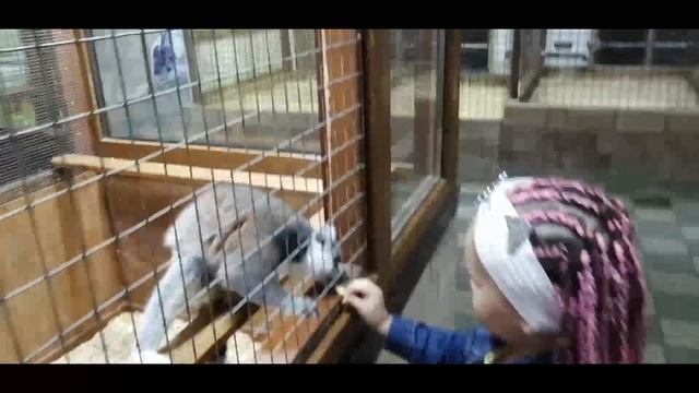 АЛЕКСА В ЗООПАРКЕ г. Анапа смотреть онлайн