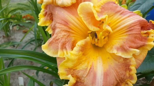 Лилейник Вингс оф Смок . Hemerocallis Wings of Smoke . смотреть онлайн