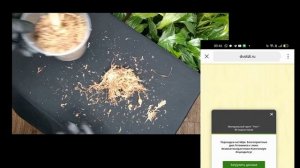 Алоказия сбрасывает листья. Ииии ПОЗДРАВЛЯЕМ! #комнатныерастения #уходзарастениями #полли