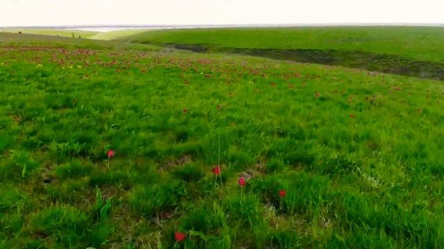Фестиваль «Воспетая степь» и природныйзаповедник, цветение тюльпанов