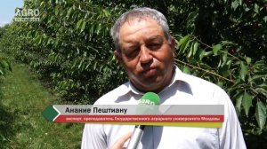 Перспективные сорта черешни и абрикоса