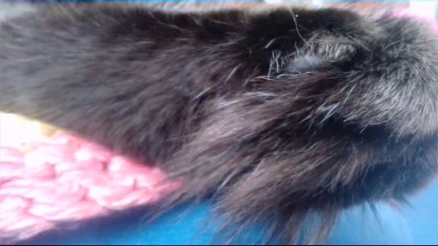 Всё о кошках| Всё о сибирской кошке| Породы| Домашние животные| Elena May смотреть онлайн