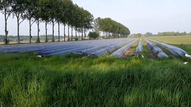 Спаржа.Как её выращивают в Голландии.Овощи,деликатес,сад,огород,дача,садовый участок,Людовик XIV смотреть онлайн