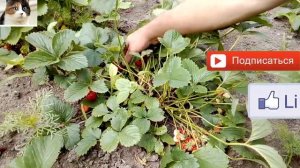 Чем подкормить клубнику после плодоношения