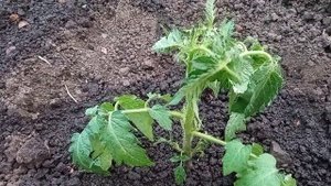 томат "Петруша огородник "