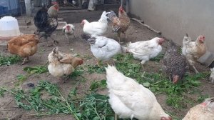 Курочки и петушки, свободный выгул! Прополки как пища. #куры #петухи