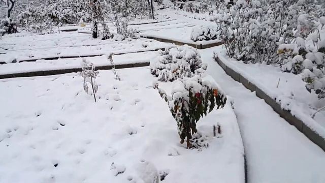 Нежданно к нам пришла Зима.... Привет! Мы соскучились за два года. ПроСтоТамара! Мир прекрасен.