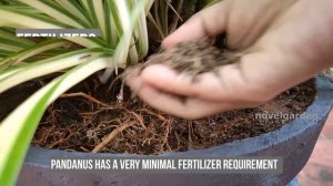 Pandanus Complete Plant Care | Best Indoor & Outdoor Plant | പന്റാനസ് ചെടിയുടെ പരിപാലനം