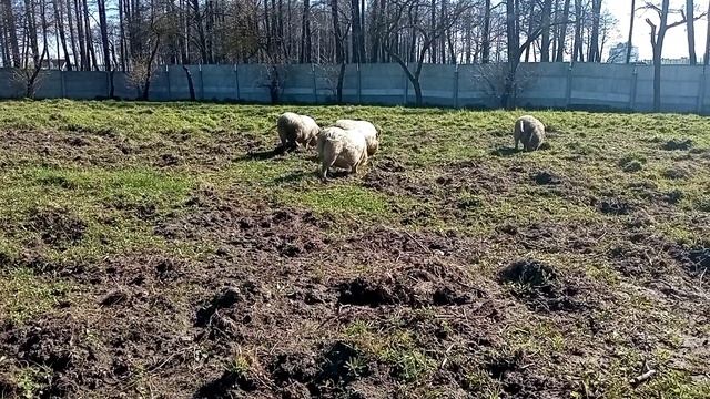 Вьетнамские свиньи заработок разведение ОТВЕТЫ НА ВОПРОСЫ
