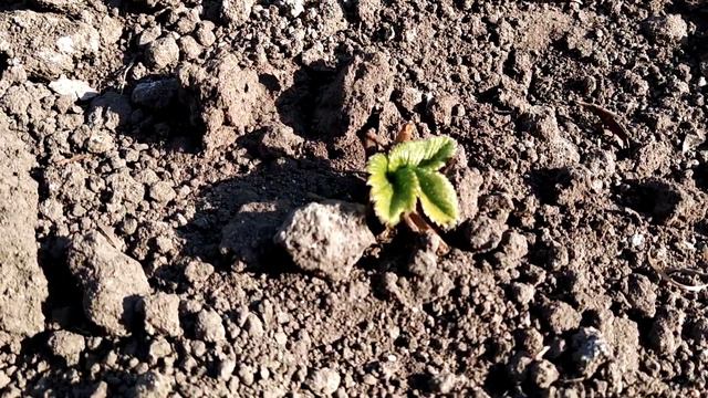 Знахідка для садівників і огородніків. Ярос стимулює ріст і відновлює рослини