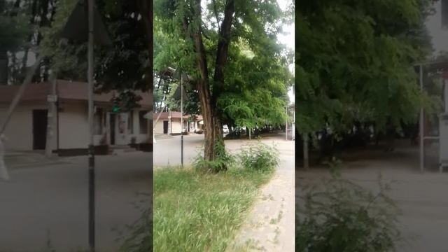 Робиния белая или Робиния лжеакациевая (Robinia Pseudoacacia)  могучее дерево в Краснодаре?