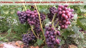 24 июля и созревание винограда Заря несветая. Удивительный вкус, ультраранняя ягода - мой любимчик!