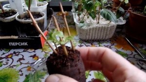 Укоренение черенков фуксии в кокосовой таблетке