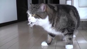 котик прикол нарезка мило смешно Мару кот Мару