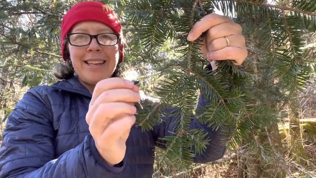 Abies fraseri (Fraser fir) смотреть онлайн