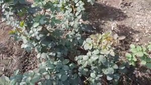 Роза Рубан Руж Паскаль и другие) 12.09.2020 г. Татарстан)
