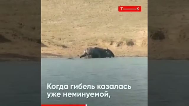 Настоящий друг приходит на помощь в трудную минуту (бегемоты против крокодила) 15.03.2020г. смотреть онлайн