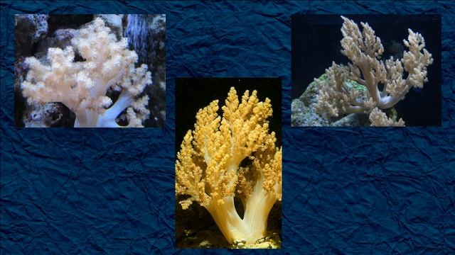 Жизнь морского аквариума. Часть 2. Выбор кораллов