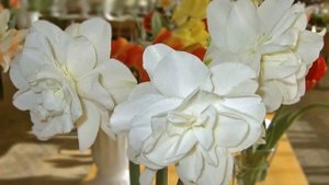 Нарциссы Махровые | Double Narcissus