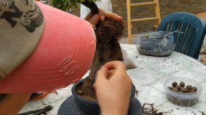 Сделай невозможное: Бонсай выращивается на Камне?! Growing a Bonsai on a Rock!