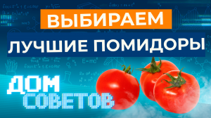 помидоры дом советов