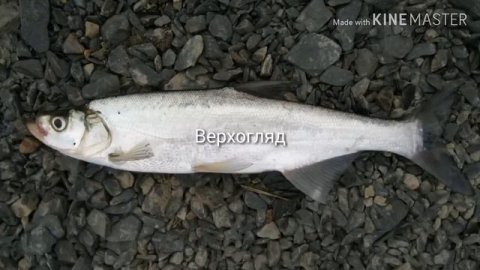 Рыбы реки Амур#3