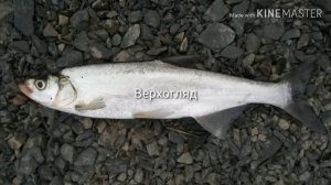 Рыбы реки Амур#3