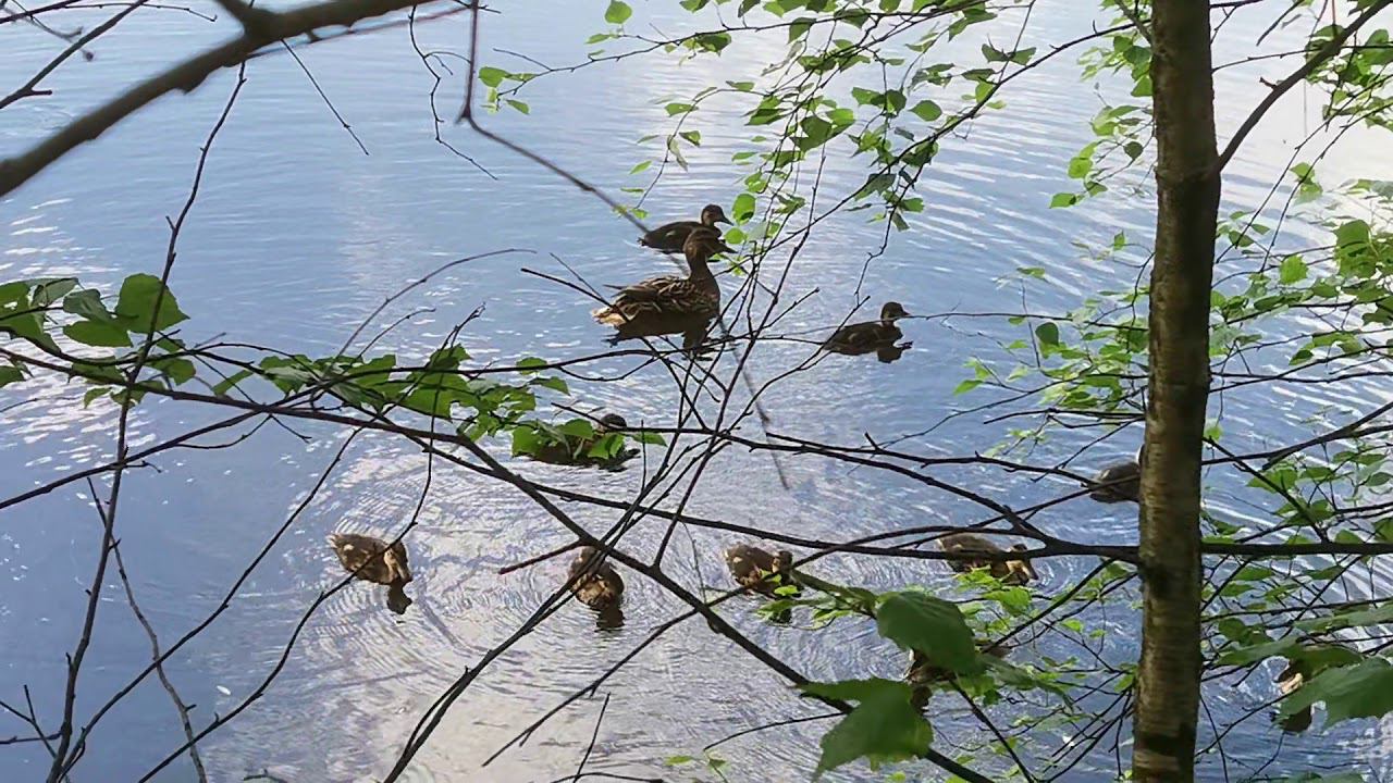 утиный выводок смотреть онлайн