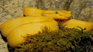 Остров Кеймада-Гранди