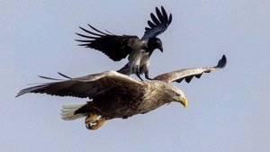 Евгений Косенков. Притча о орле и вороне. Христианские песни.