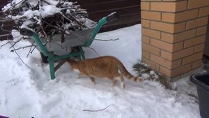 КТО ТАКИЕ ИНОПЛАНЕТЯНЕ ?