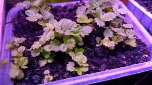 Посадка петуний.Фитолампы.