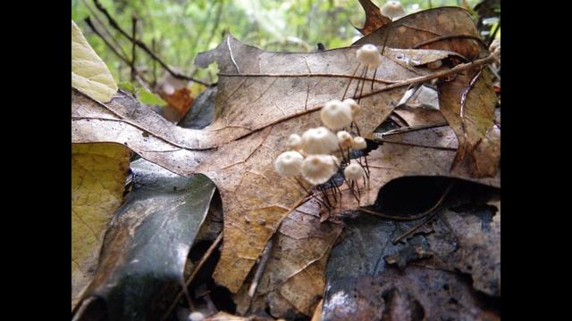 Marasmius capillaris смотреть онлайн