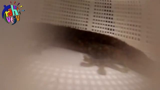 Berburu tokek - biar rumah tidak jadi kerajaan tokek смотреть онлайн