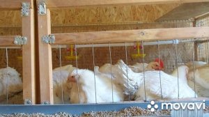 Бройлеры. Выращиваем бройлеров не первый год, но такое впервые.