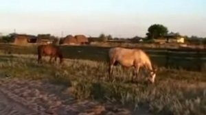 Истребление казаков Верхнего Дона