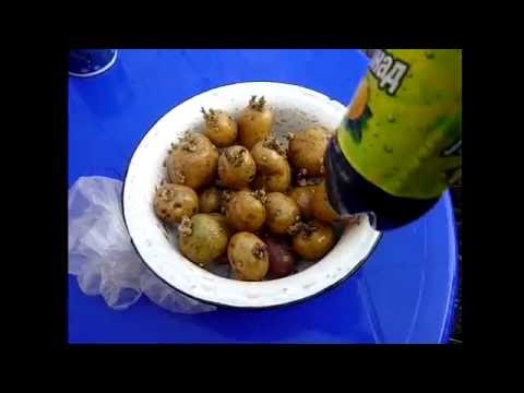 Сажаем картофель. Получаем 2 урожая картофеля за лето в Сибири. Посадка картошки на 1 урожай.