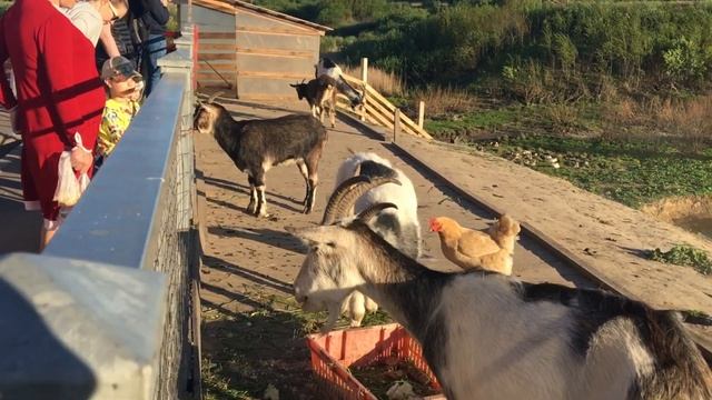 Мурино|Мини зоопарк смотреть онлайн